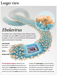 Ebola Structure