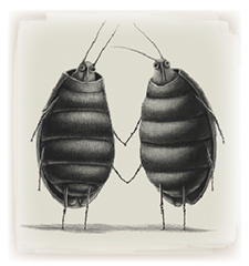 two bugs