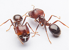 2 red ants