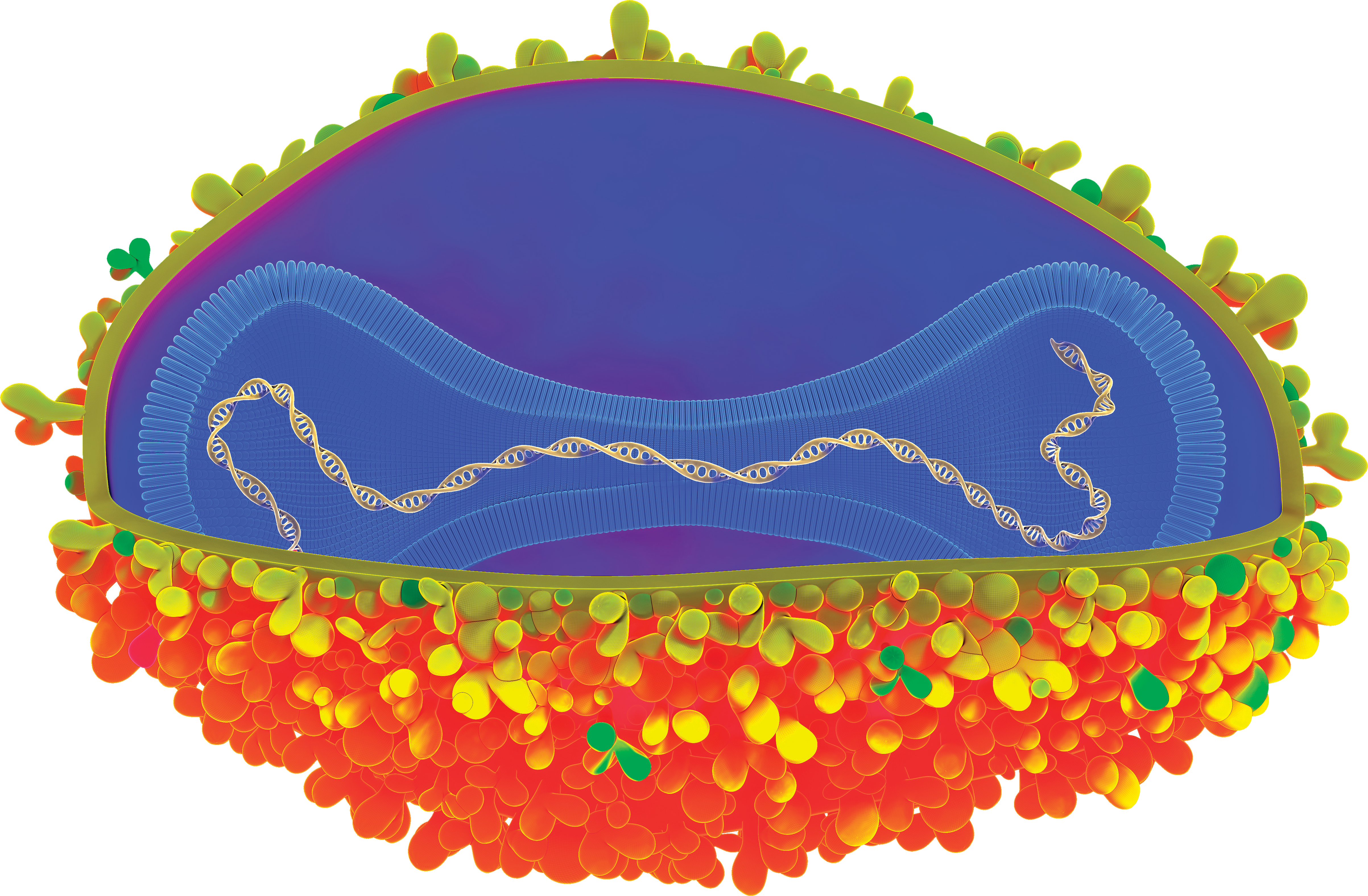 an illustration of the Monkeypox virus