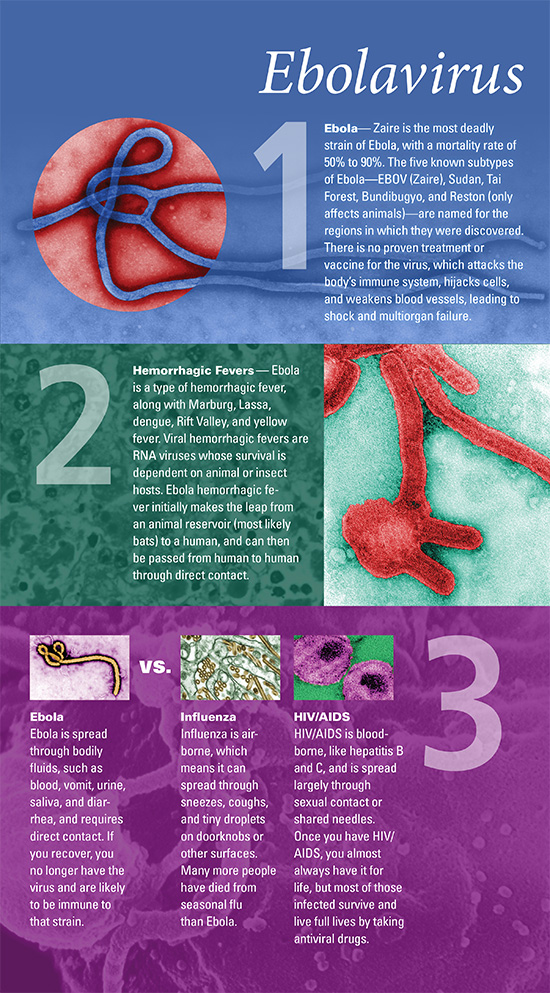Ebolavirus, ebola