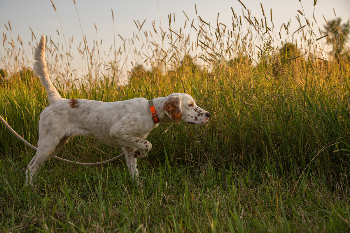 Illustration of a dog on a leash before a field of tall grass